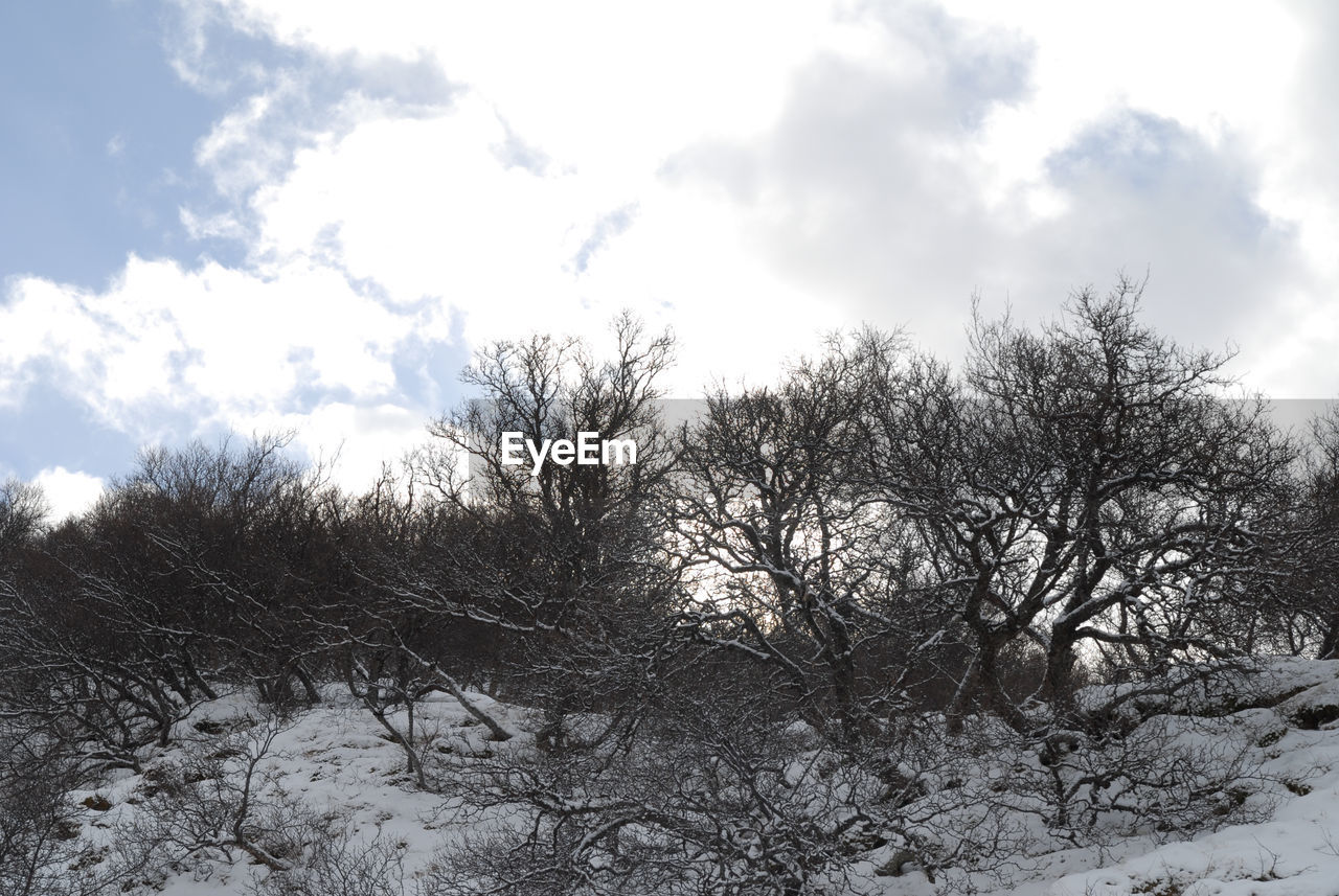 LOW ANGLE VIEW OF TREES ON SNOW COVERED LANDSCAPE