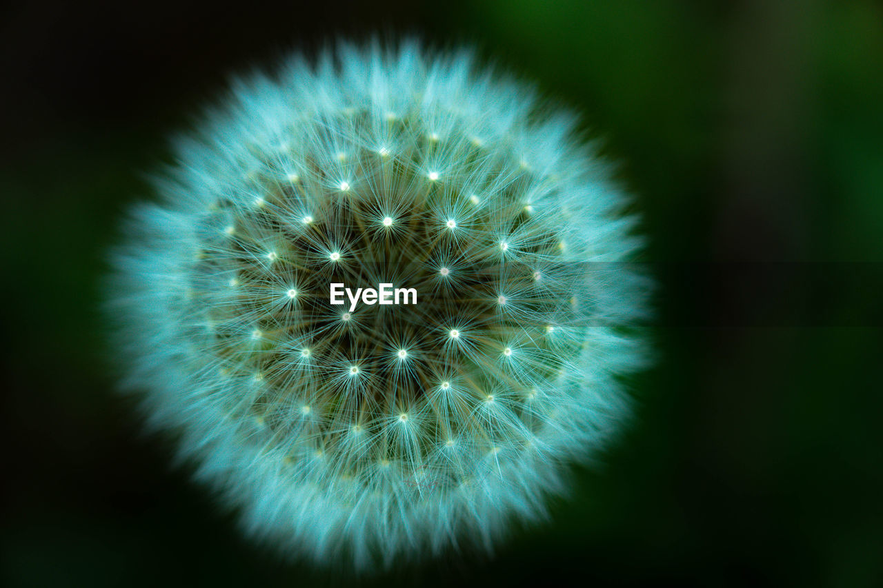 CLOSE-UP OF DANDELION ON GREEN PLANT