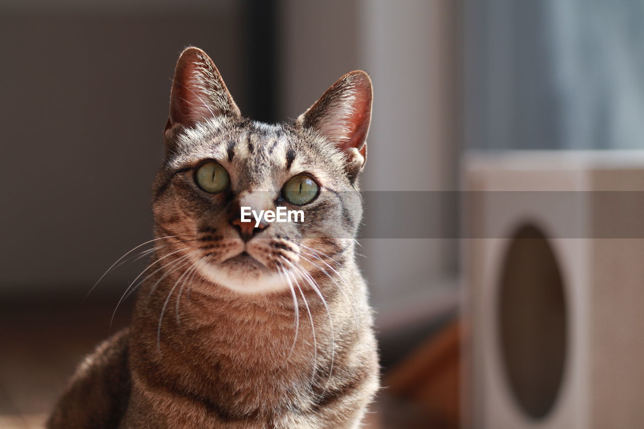 close-up portrait of a cat