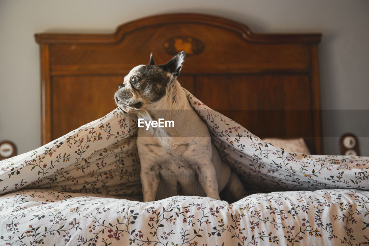 Dog looking away while sitting on bed at home