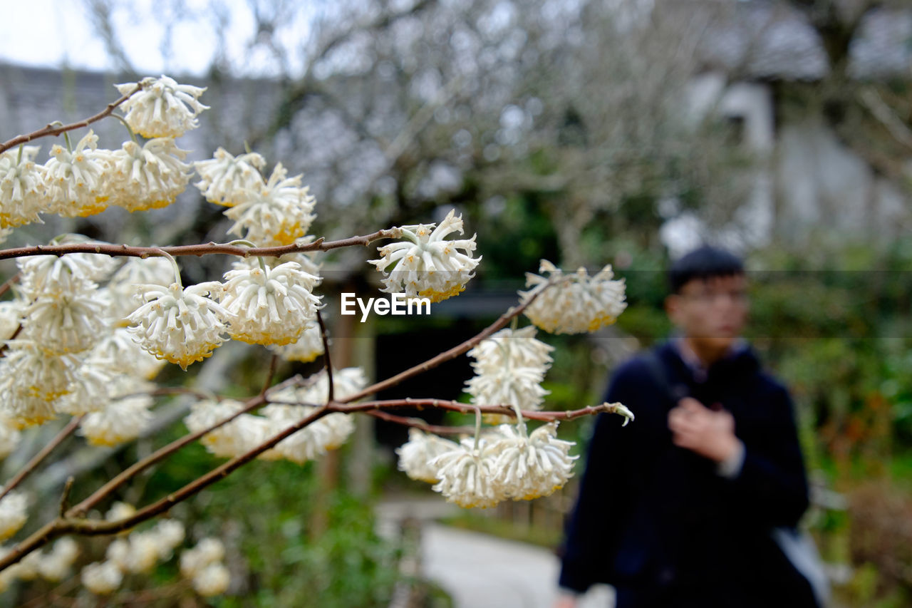 Close-up of white flowers blooming in field