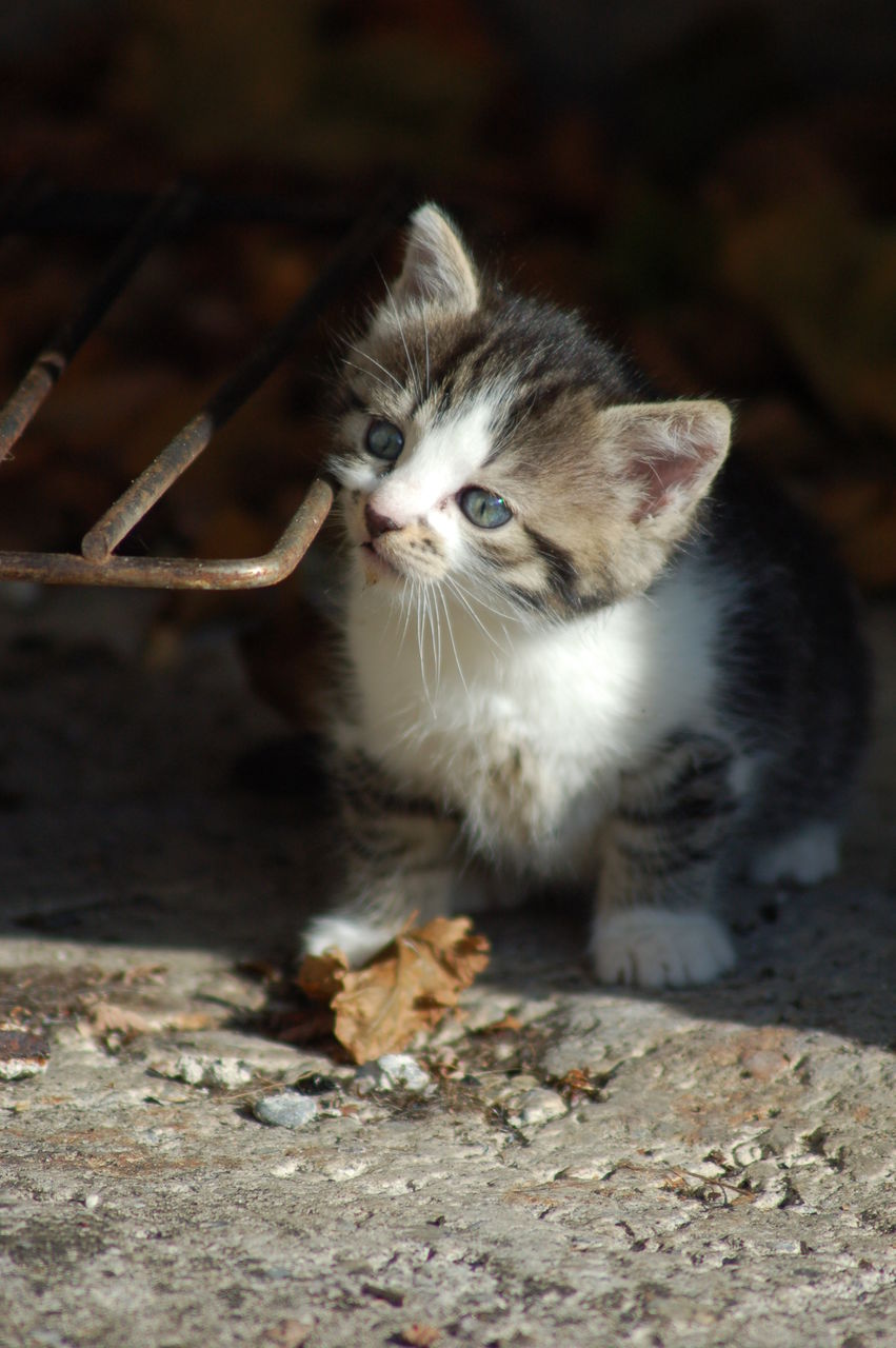 Close-up of kitten looking away on footpath