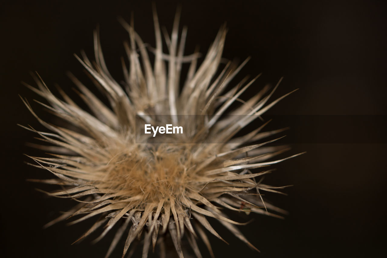 Close-up of dandelion against black background