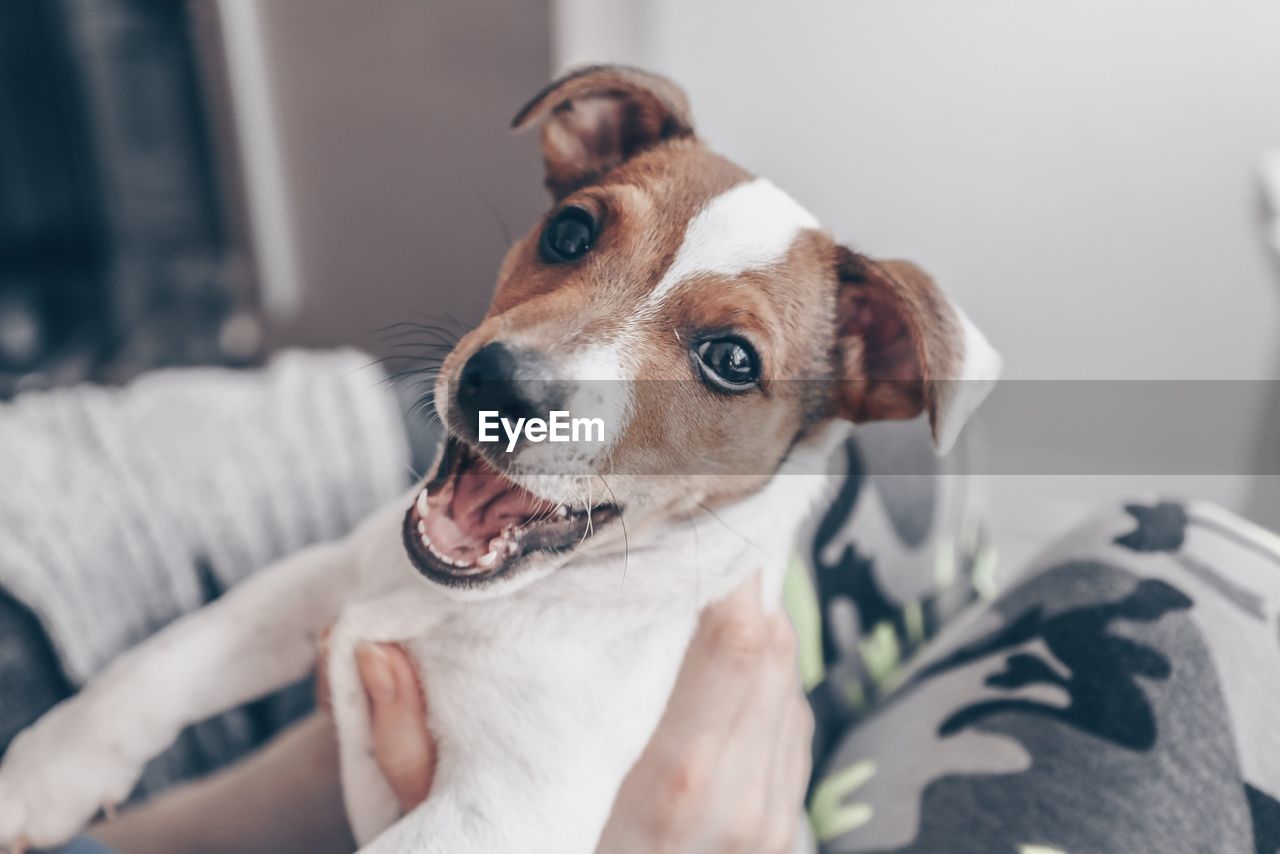 PORTRAIT OF DOG LOOKING AWAY AT HOME