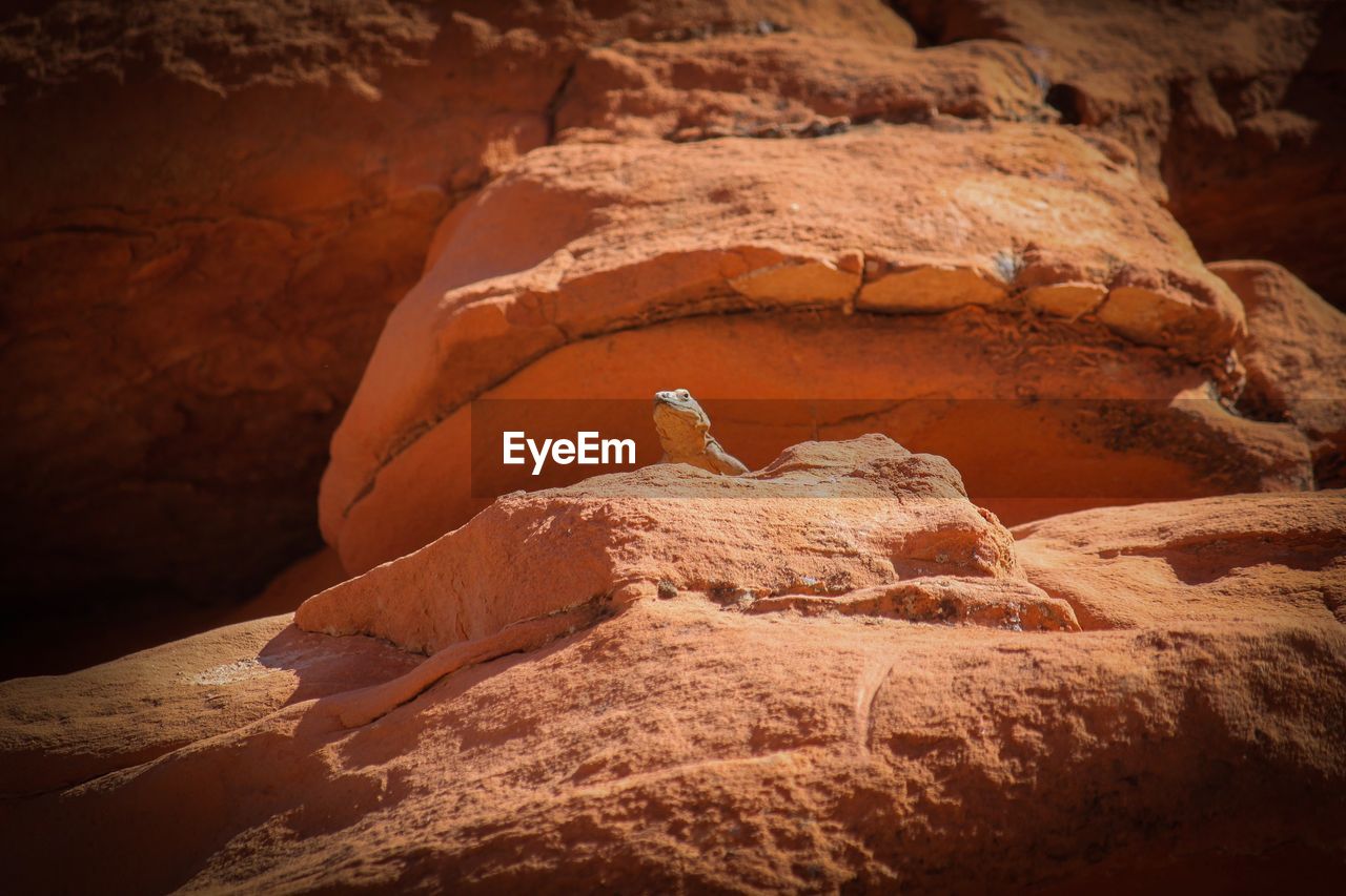 CLOSE-UP OF LIZARD ROCK