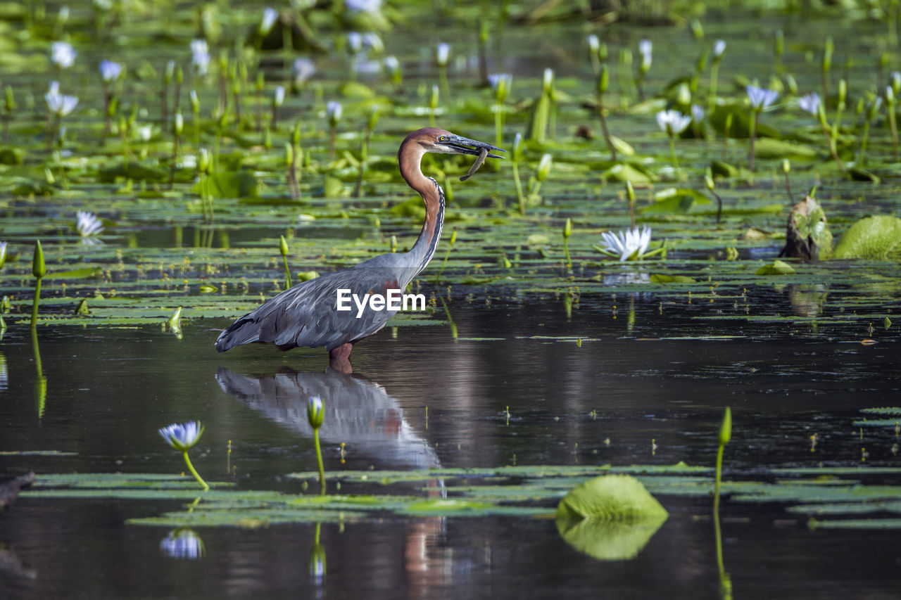 HERON IN LAKE