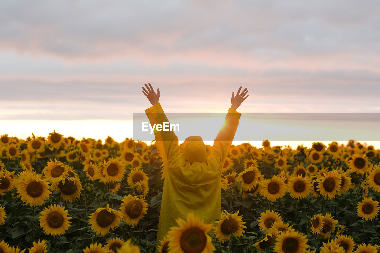 SCENIC VIEW OF SUNFLOWER ON FIELD AGAINST SKY