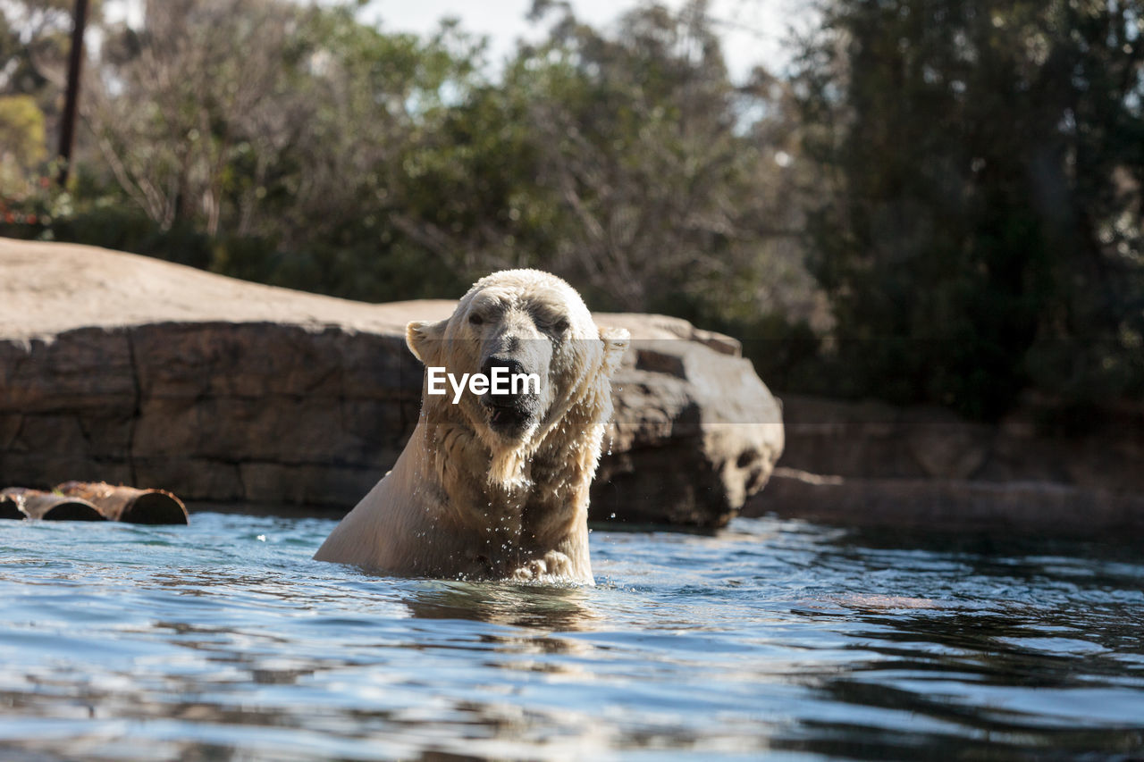 Polar bear swimming in lake