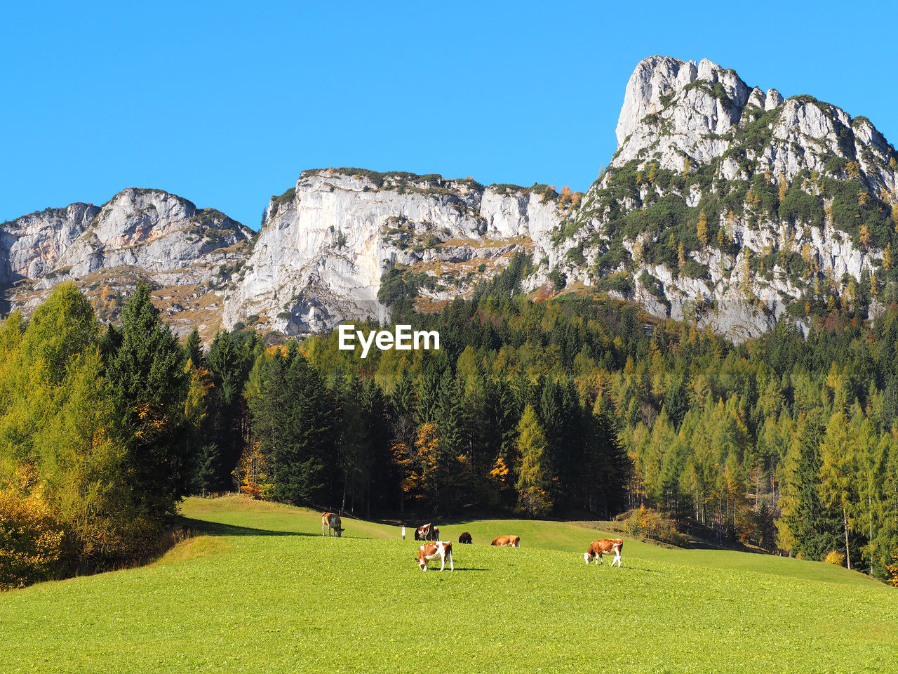 Cows grazing on field against mountains