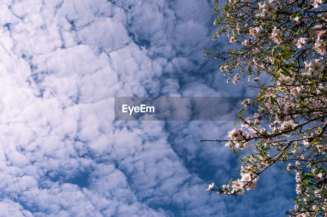 LOW ANGLE VIEW OF FLOWERING TREE AGAINST SKY