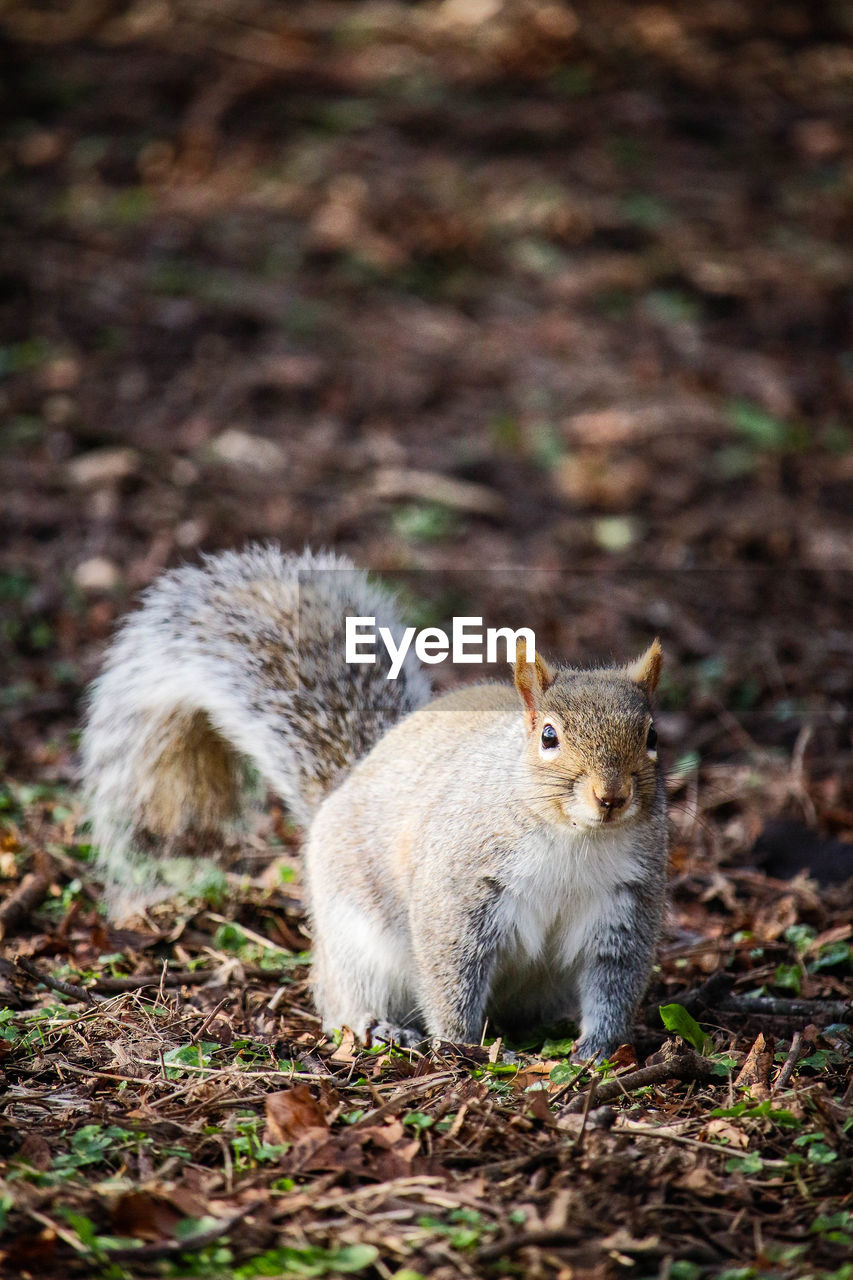 CLOSE-UP OF SQUIRREL IN A FOREST