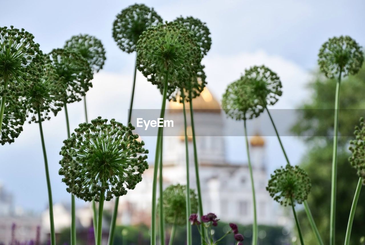 Close-up of plants against blurred background