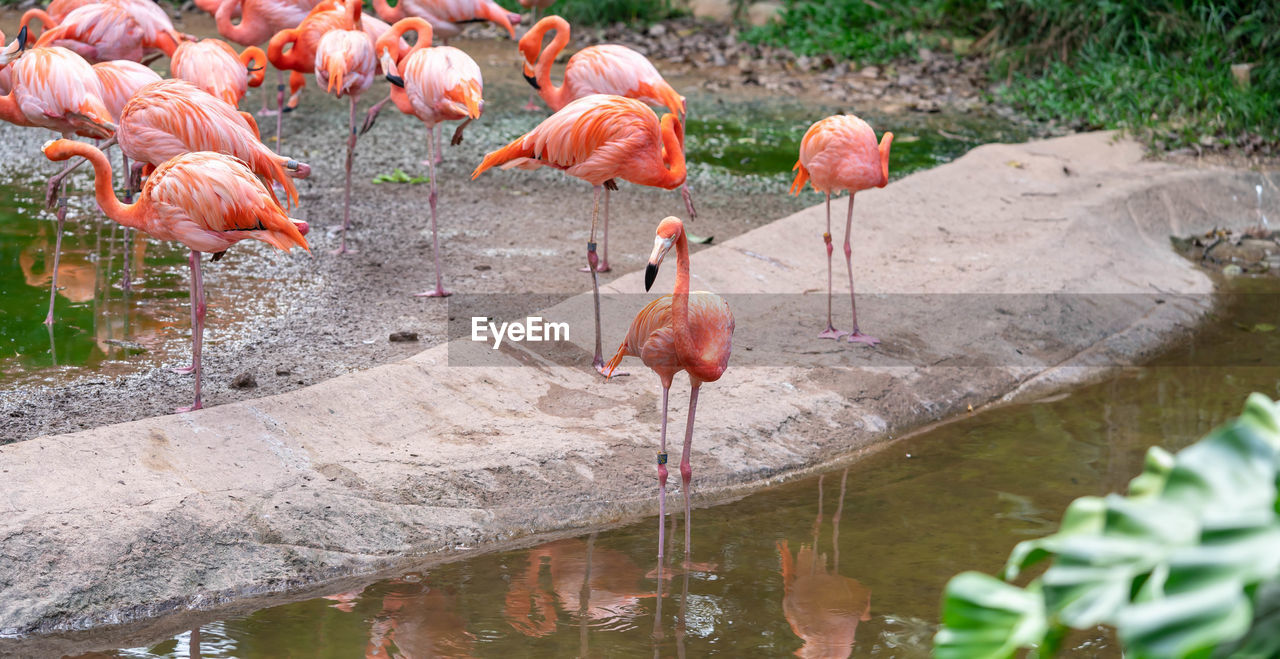 BIRDS IN A LAKE