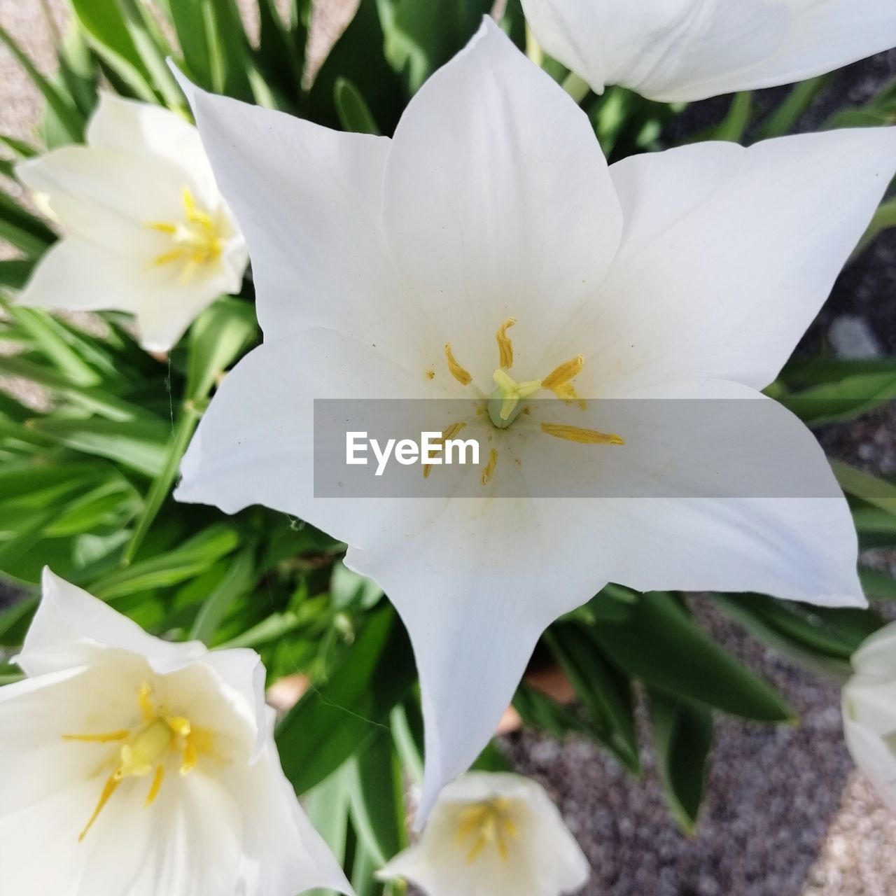 CLOSE-UP OF FRESH WHITE FLOWER WITH YELLOW PETALS