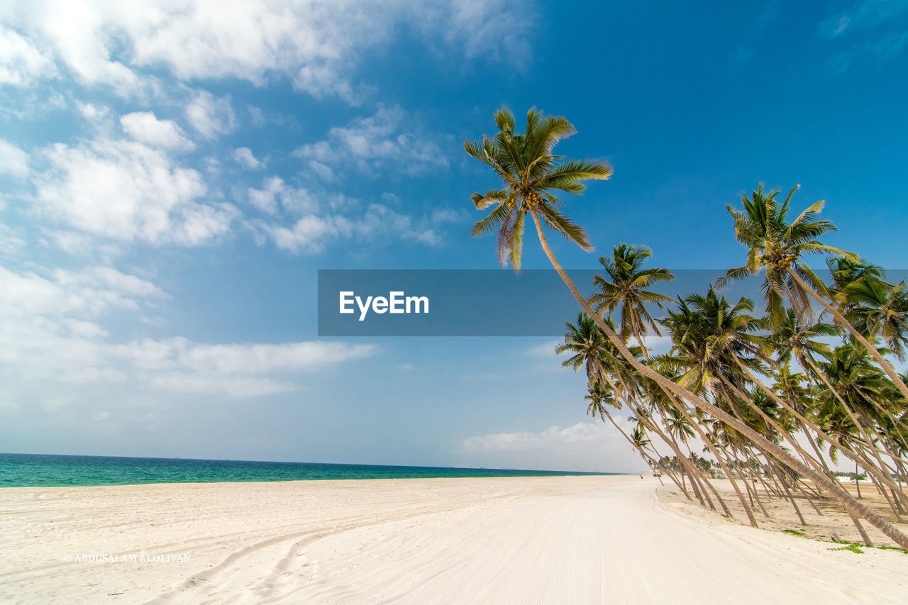 Palm trees at beach against blue sky