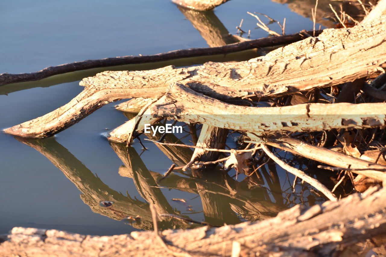 CLOSE-UP OF TREE BRANCH AT BEACH