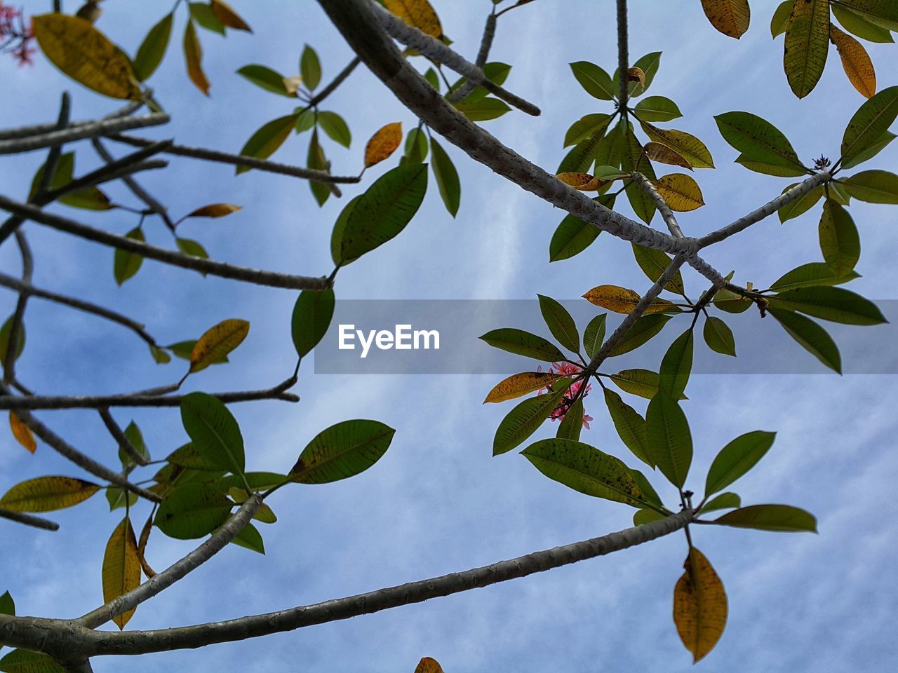 LOW ANGLE VIEW OF LEAVES AGAINST SKY