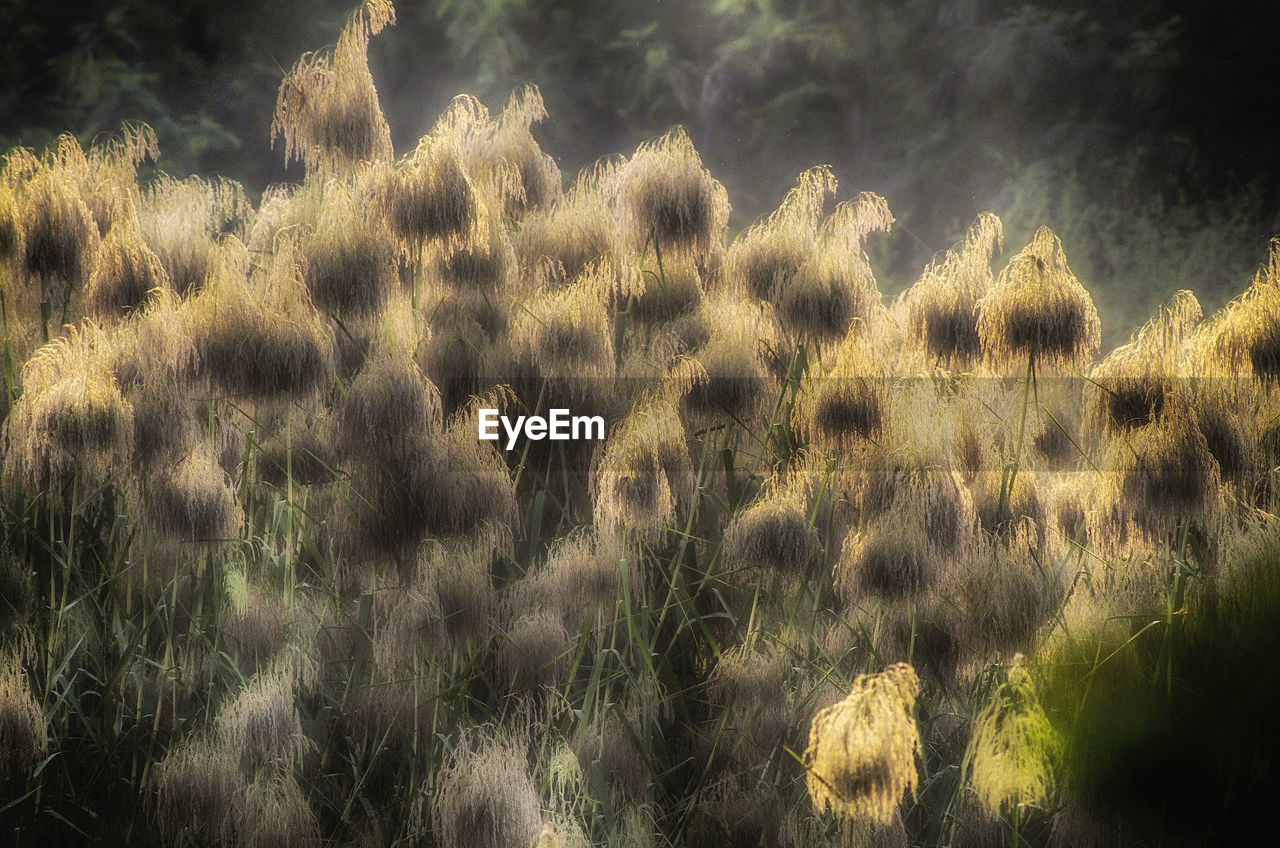 FULL FRAME SHOT OF GRASS ON LAND