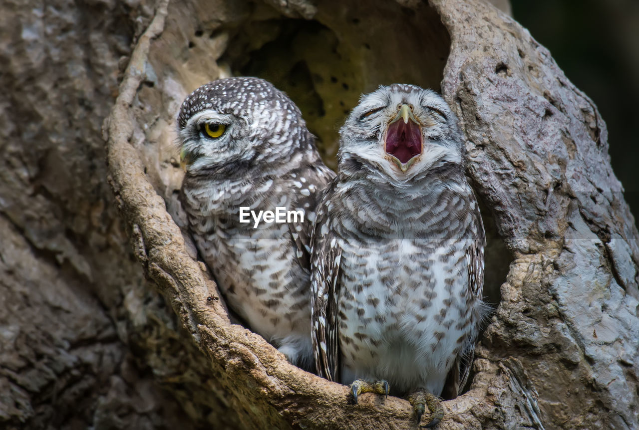 Close-up of owls perching on tree trunk