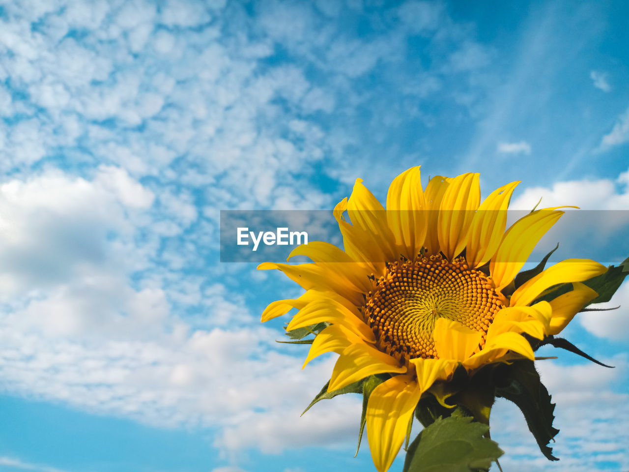 Low angle view of sunflower against sky