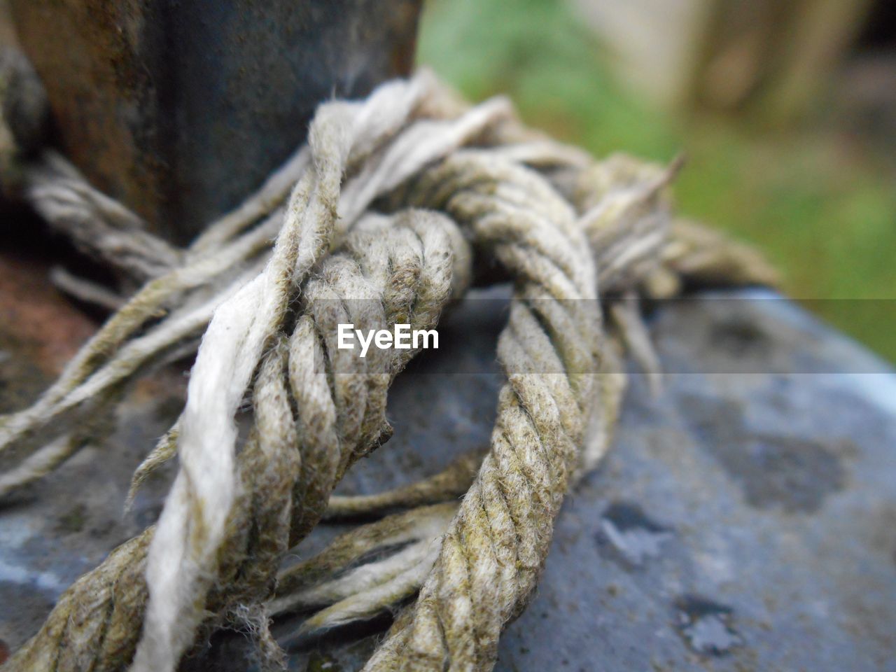 Close-up of branches against blurred background