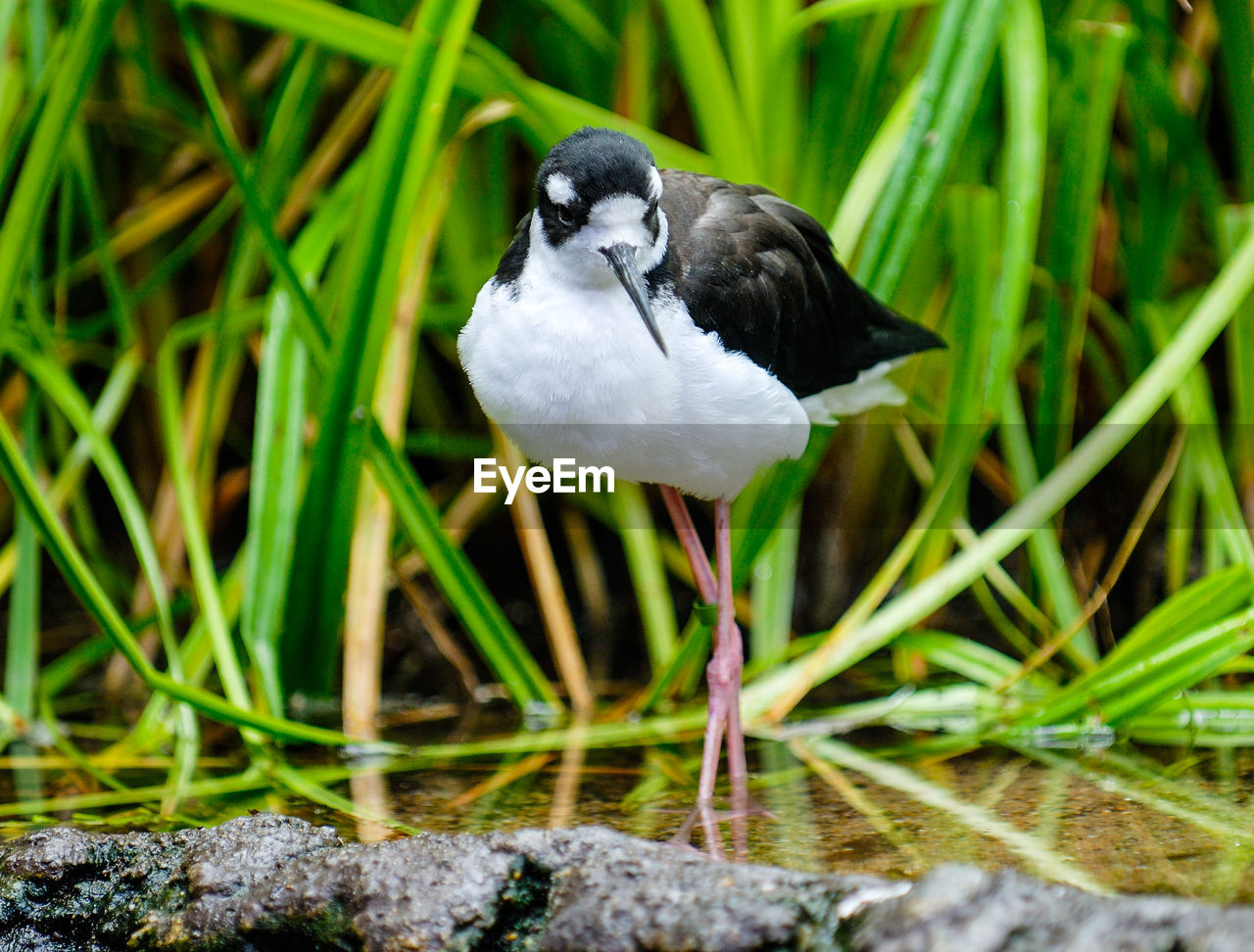 Close-up of bird perching in shallow water