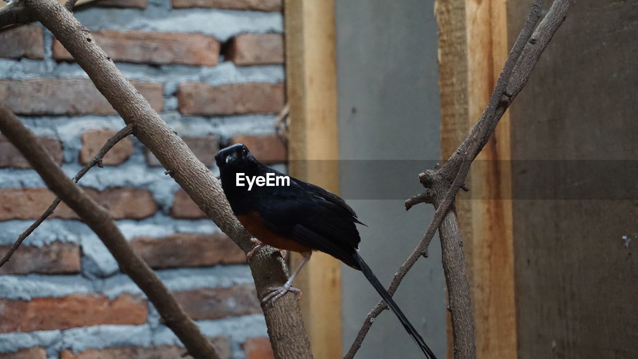 BIRD PERCHING ON A FENCE