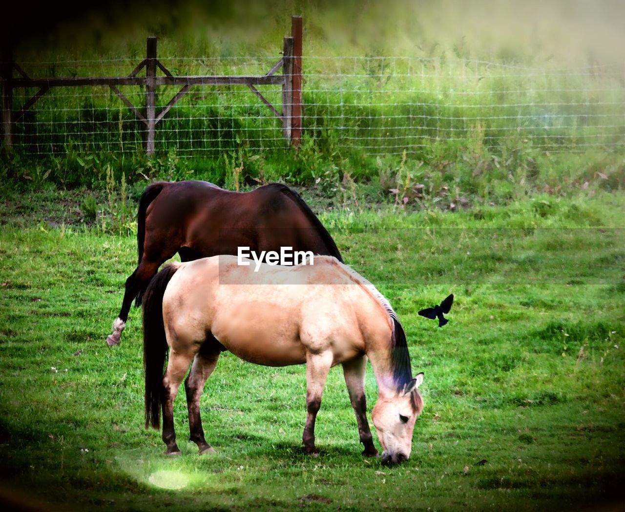 HORSES GRAZING ON GRASSY FIELD