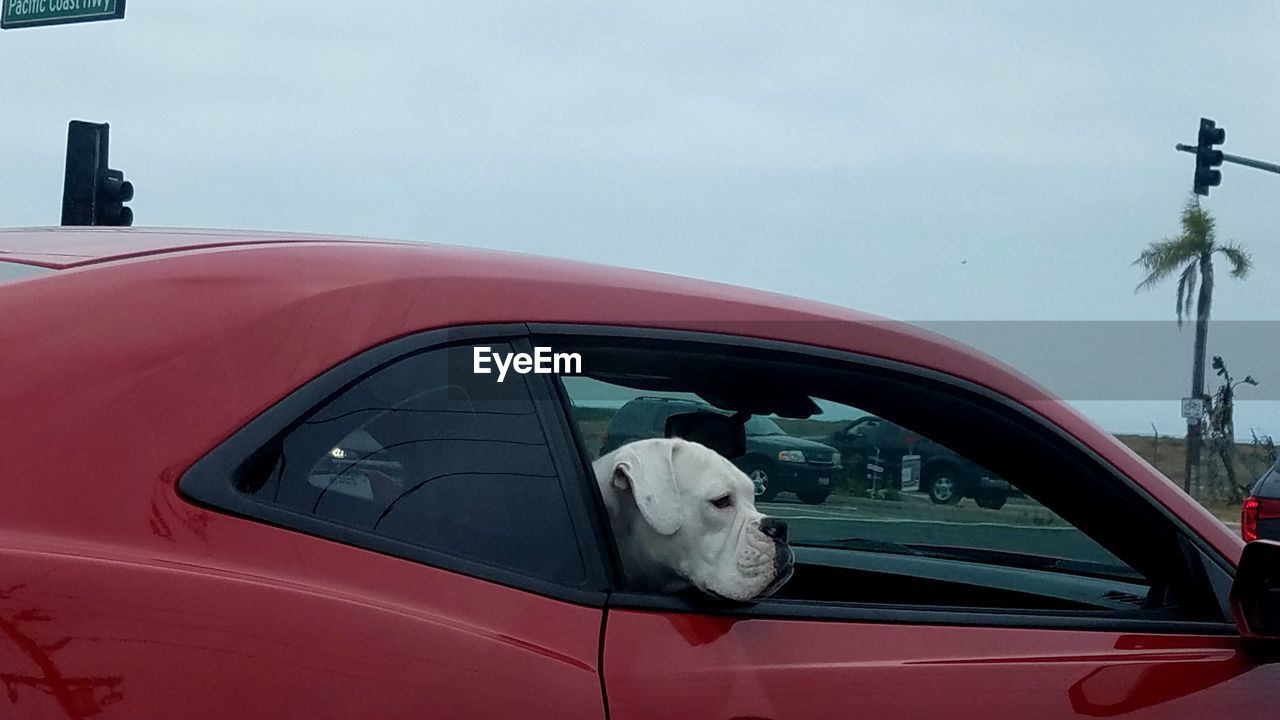 CLOSE-UP OF DOG BY CAR ON ROAD AGAINST SKY