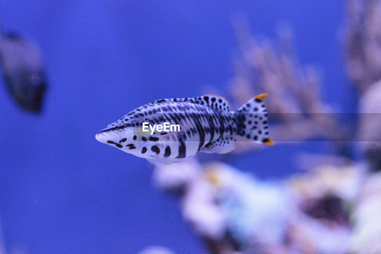 Spotted hawkfish cirrhitichthys oxycephalus swims across a coral reef.