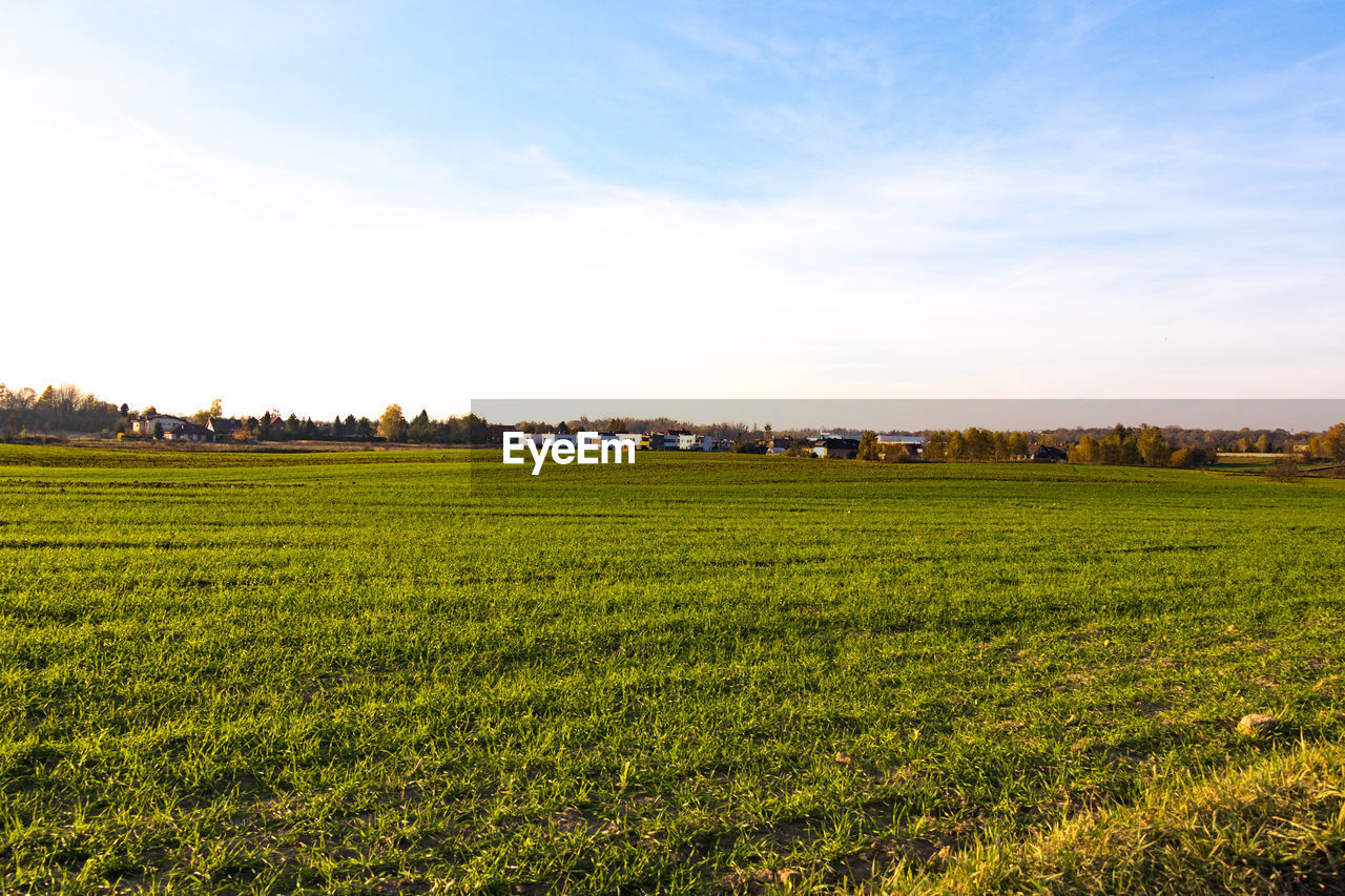 Scenic view of agricultural field against sky