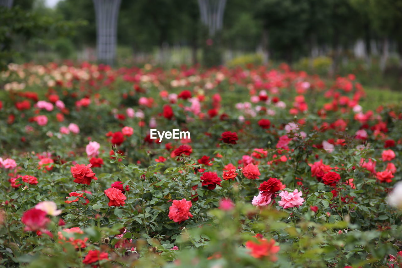 CLOSE-UP OF PINK FLOWERS IN PARK