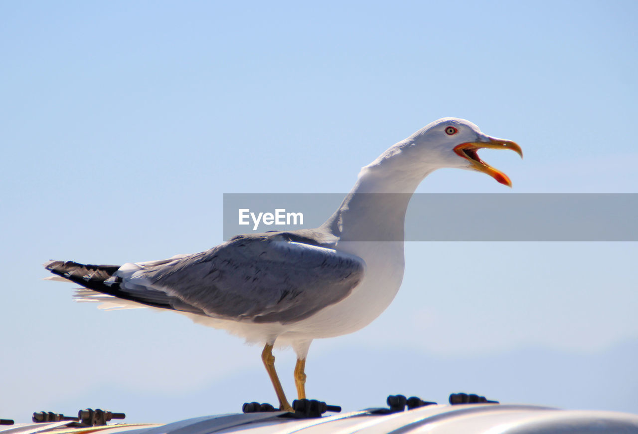 Close-up of seagull perching against clear sky