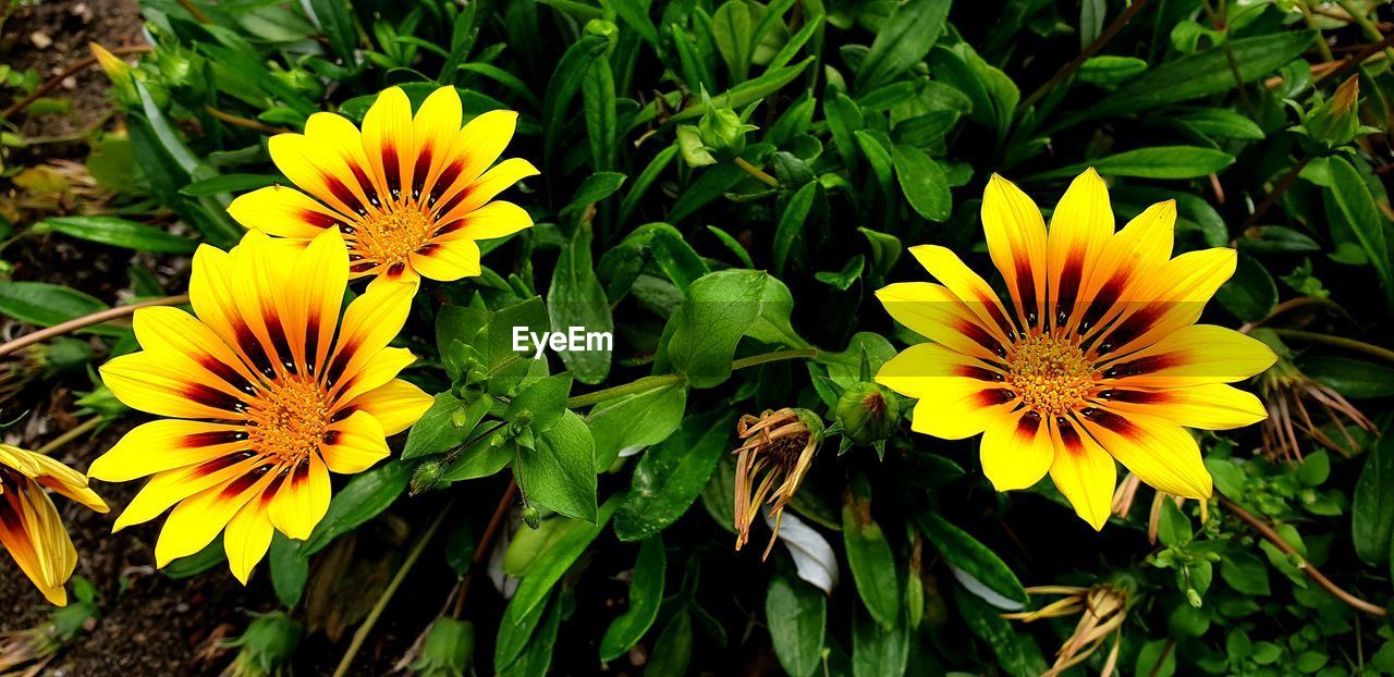 HIGH ANGLE VIEW OF YELLOW FLOWER ON FIELD
