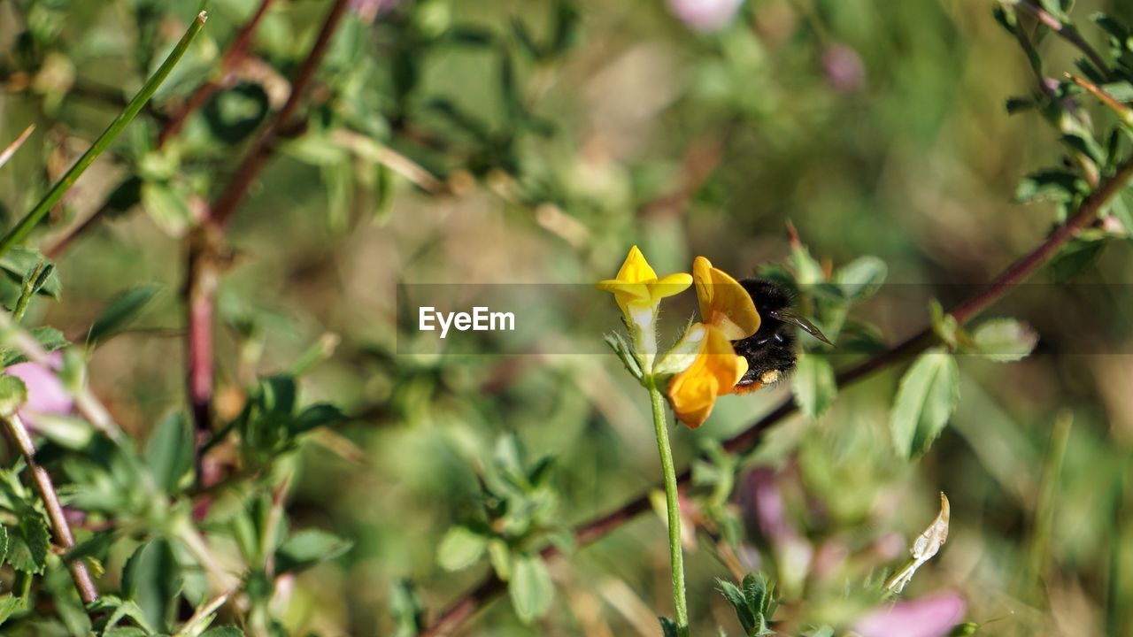 CLOSE-UP OF YELLOW FLOWER ON PLANT