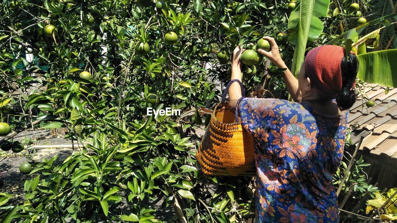 Mother picks oranges in the garden behind the house