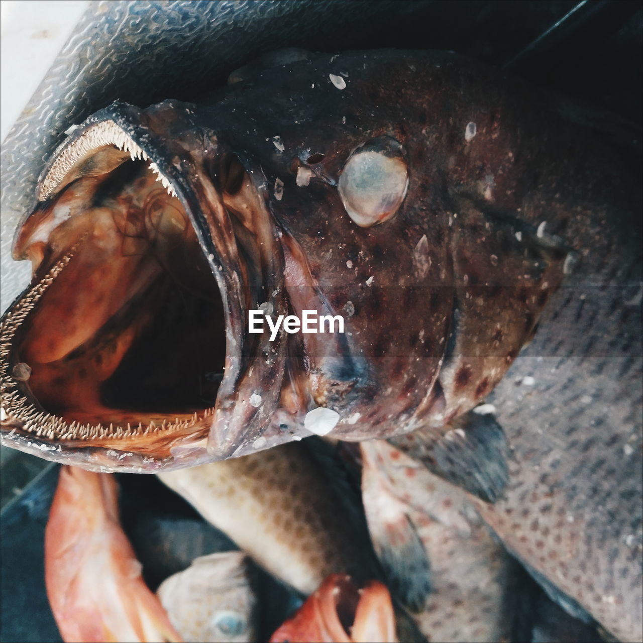 HIGH ANGLE VIEW OF FISH IN PLATE