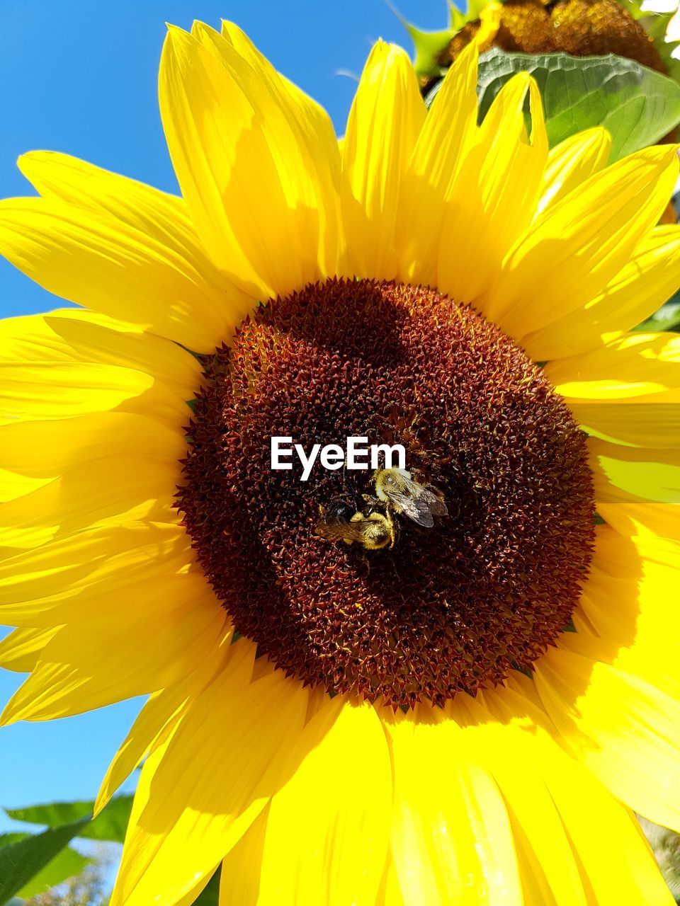 CLOSE-UP OF BEE ON YELLOW SUNFLOWER