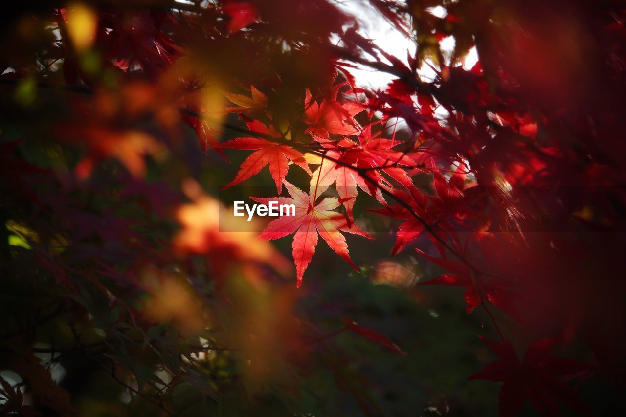 CLOSE-UP OF RED MAPLE TREE