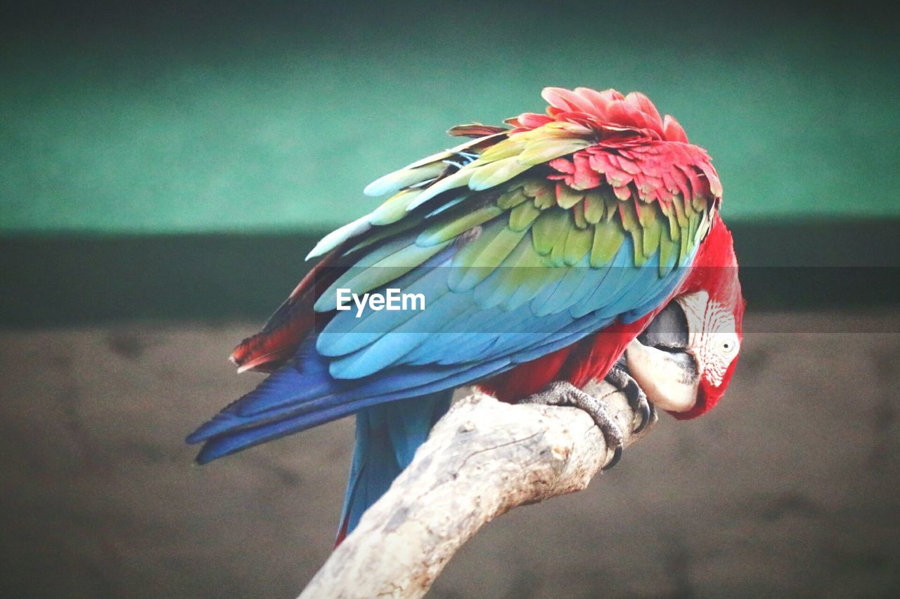 Close-up of scarlet macaw perching on branch