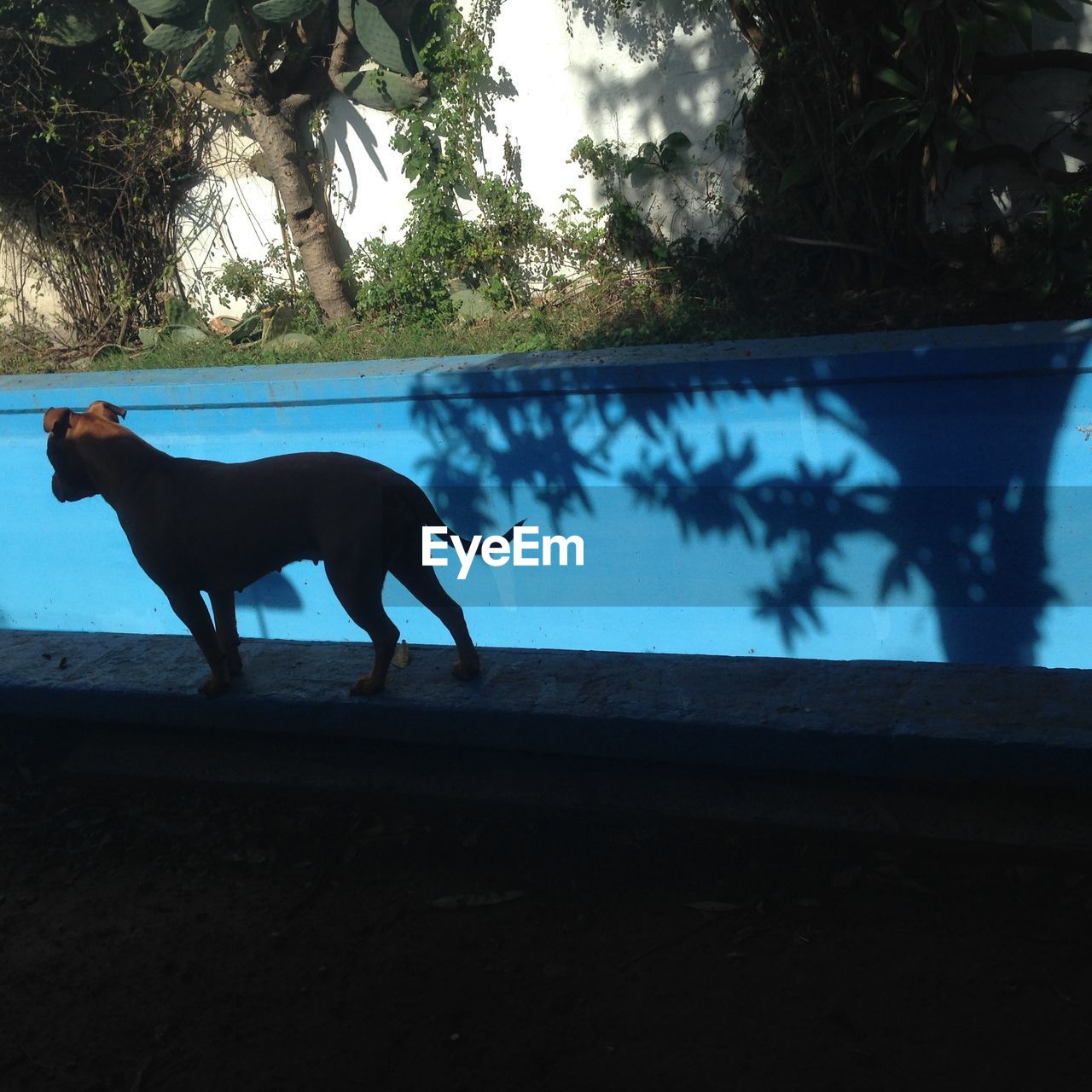 DOG STANDING ON TREE TRUNK