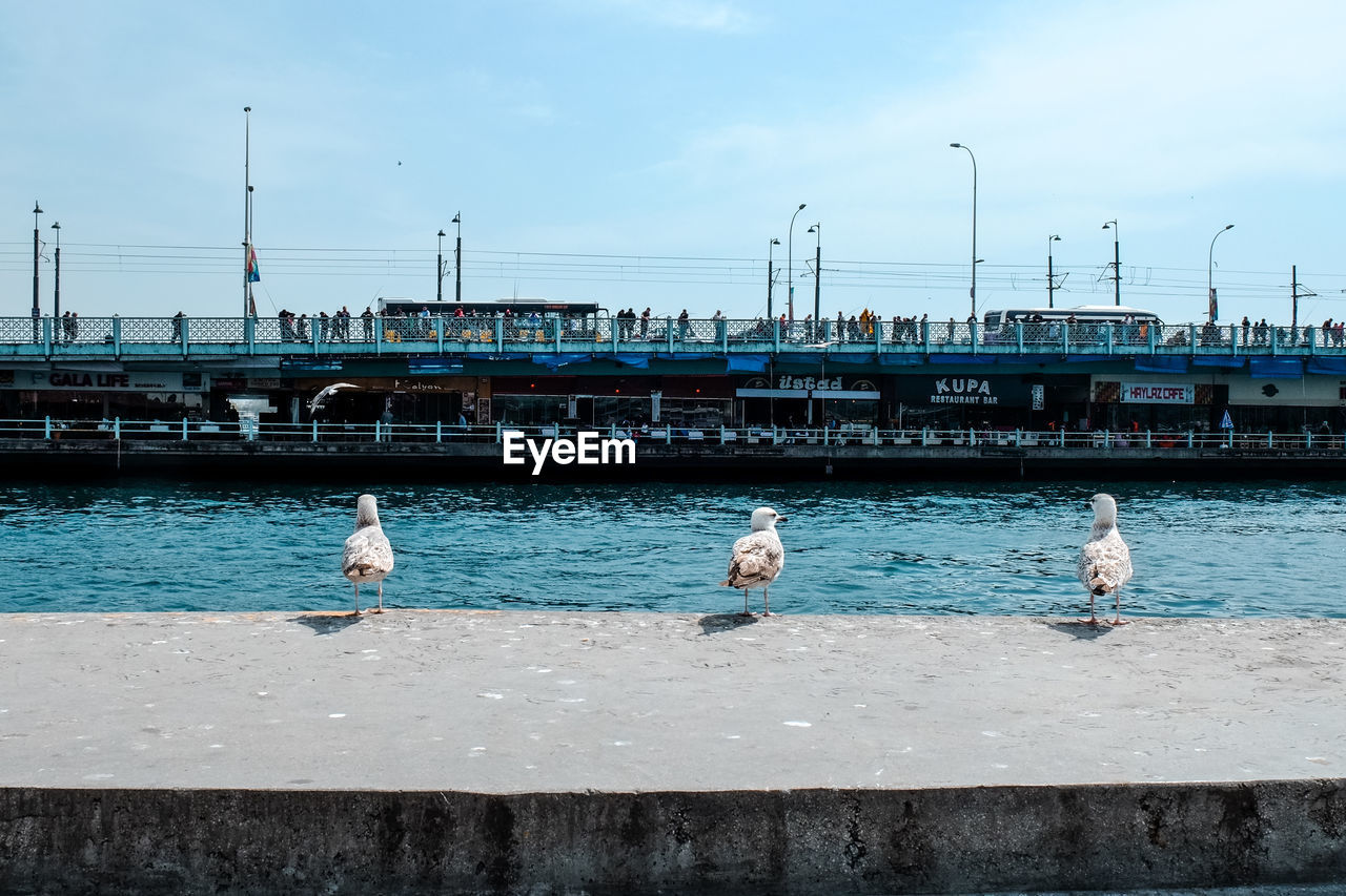 Seagulls perching on promenade by sea