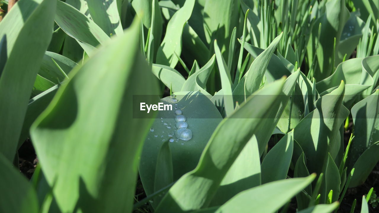 Close-up of wet plant leaves on field