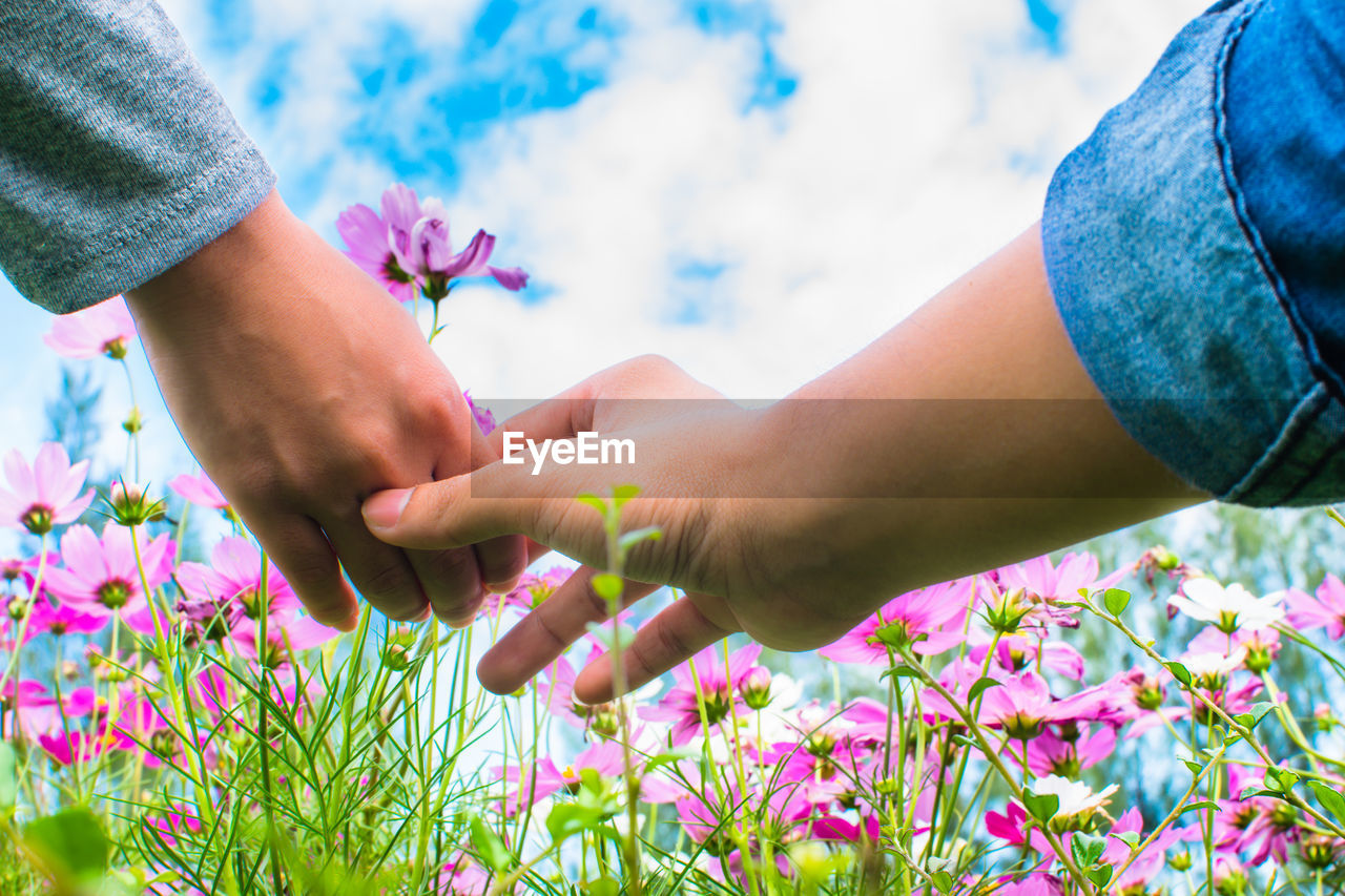 Cropped hands of couple holding pink cosmos against sky