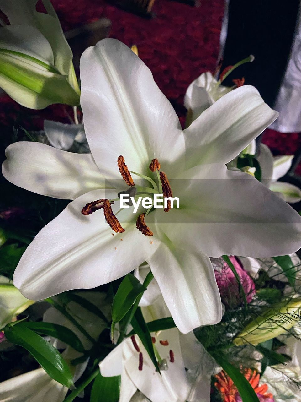 flower, flowering plant, plant, lily, freshness, beauty in nature, petal, close-up, growth, fragility, flower head, nature, inflorescence, pollen, white, no people, stamen, blossom, botany, leaf, plant part, springtime, outdoors