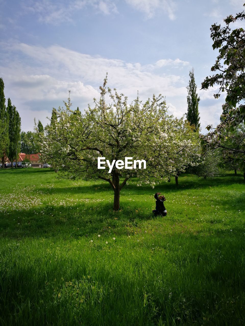 Side view of woman sitting below tree on grassy field against sky