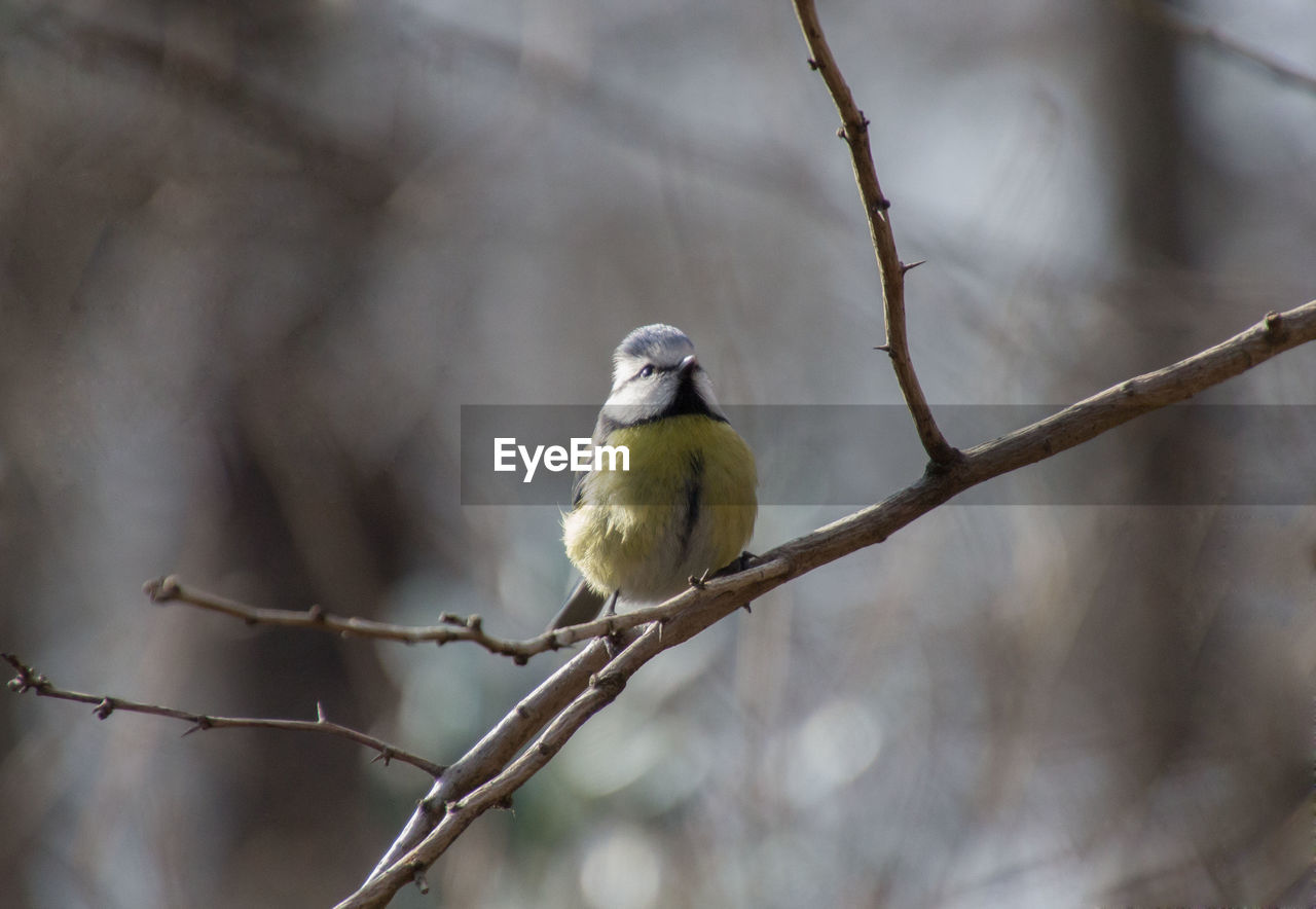 Close-up of bird perching on tree