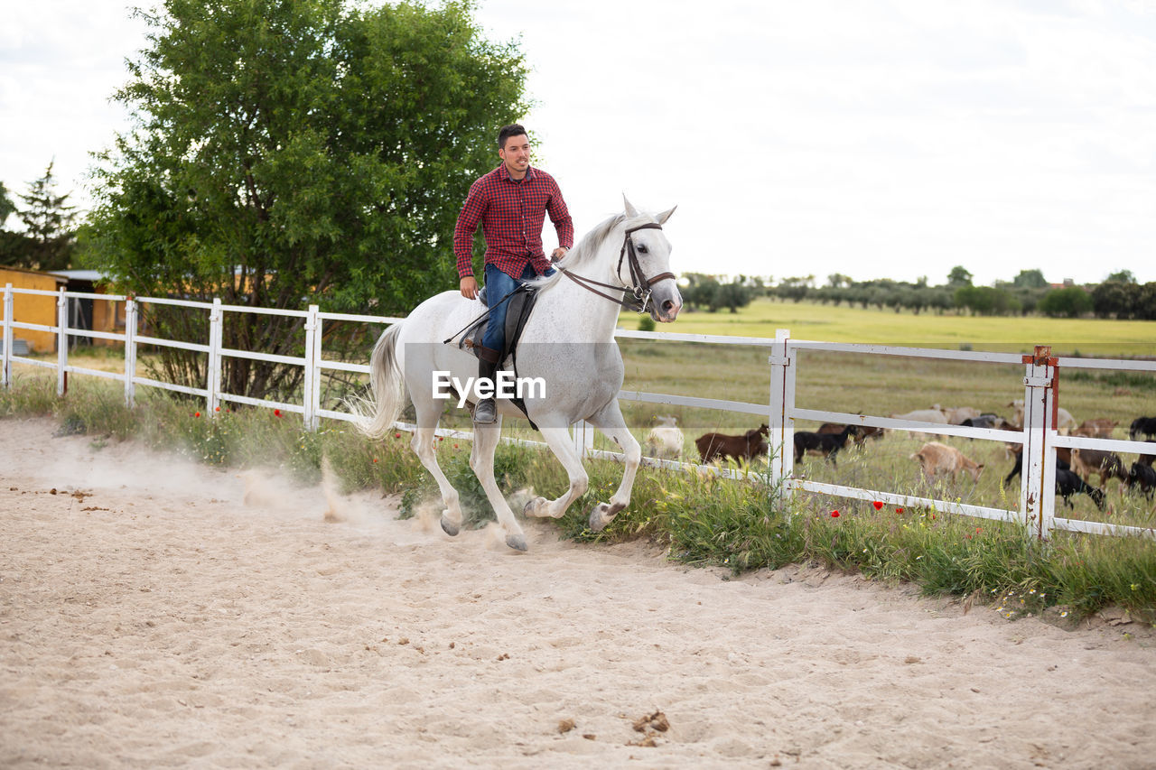 HORSE RIDING HORSES AT RANCH