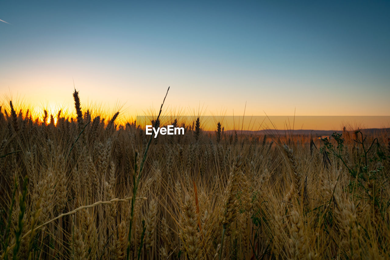 Scenic view of field against clear sky during sunset