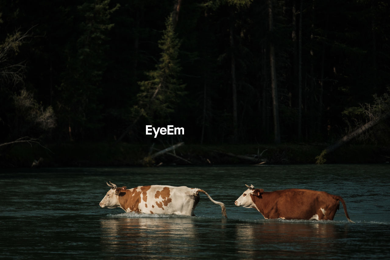 Cows wading across a river in the altai mountains